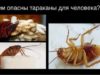 Чем опасны тараканы для человека?