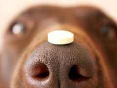 Как защитить животное от эндопаразитов и выбрать подходящий антигельминтик?